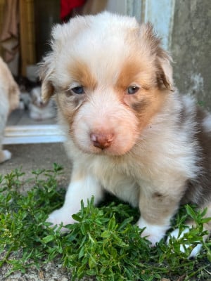 Les chiots de Berger Australien