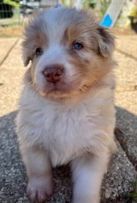 Les chiots de Berger Australien