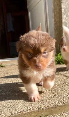Les chiots de Berger Australien