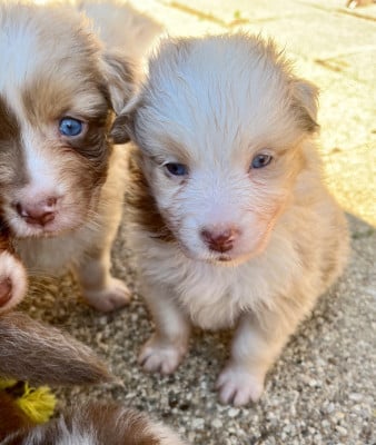 Les chiots de Berger Australien