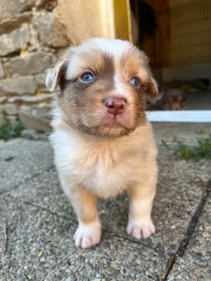 Les chiots de Berger Australien