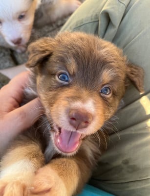 Les chiots de Berger Australien