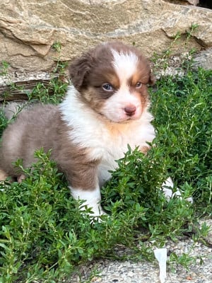 Les chiots de Berger Australien