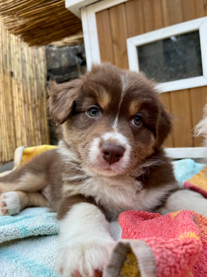 Les chiots de Berger Australien