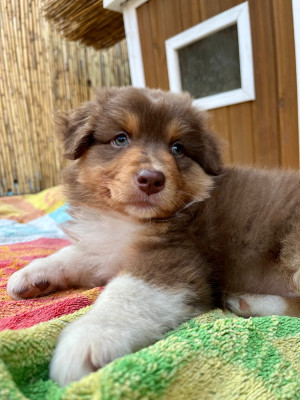 Les chiots de Berger Australien