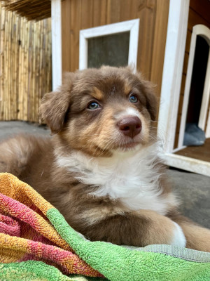 Les chiots de Berger Australien