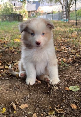 Les chiots de Berger Australien