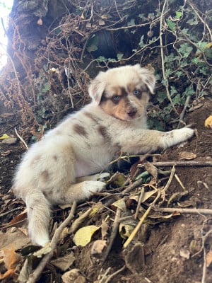 Les chiots de Berger Australien