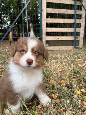 Les chiots de Berger Australien