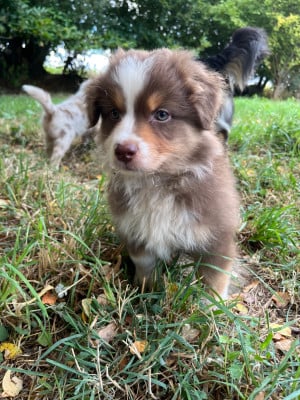 Les chiots de Berger Australien