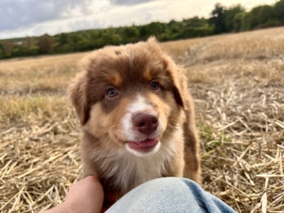 Les chiots de Berger Australien
