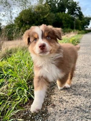 Les chiots de Berger Australien