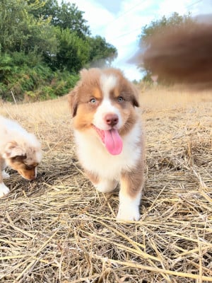 Les chiots de Berger Australien