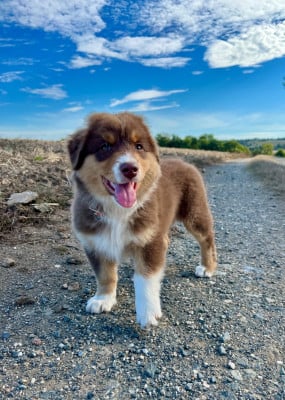 Les chiots de Berger Australien