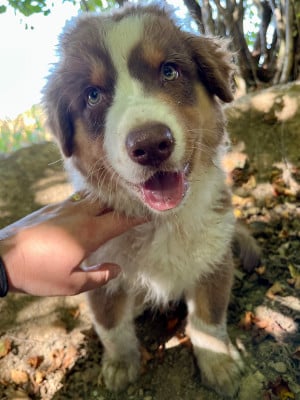 Les chiots de Berger Australien