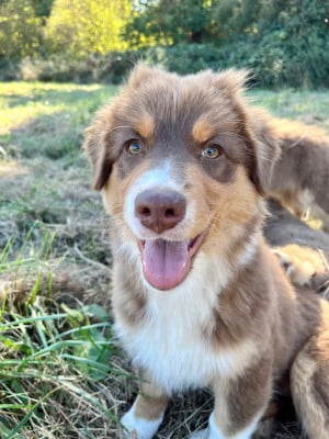 Les chiots de Berger Australien
