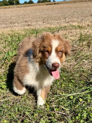 Les chiots de Berger Australien