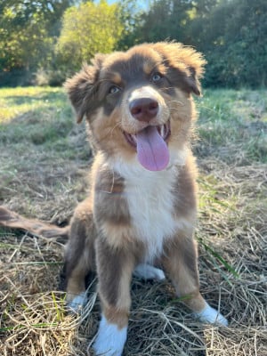 Les chiots de Berger Australien