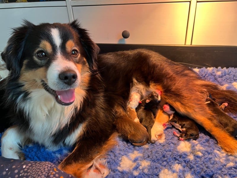 Berger Américain Miniature  - Des Vagues De Tendresse