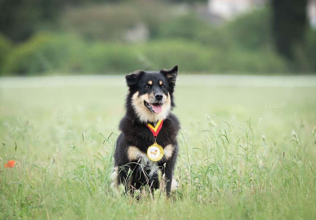Taïga kettu Des Flocons D’Amour - 2eme excellent - Classe Jeune