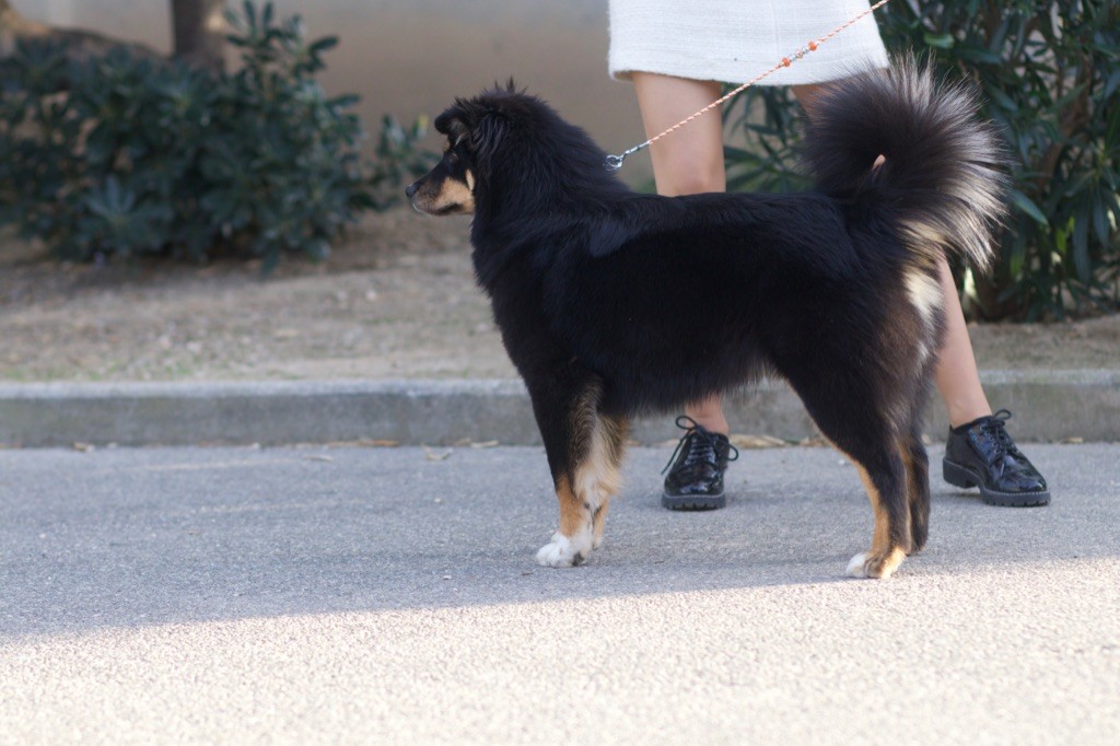 Taïga kettu Des Flocons D’Amour - 2eme Très prometteur - Classe Puppy