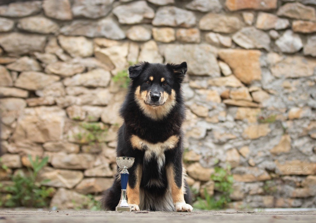 Taïga kettu Des Flocons D’Amour - 3eme excellent - Classe jeune