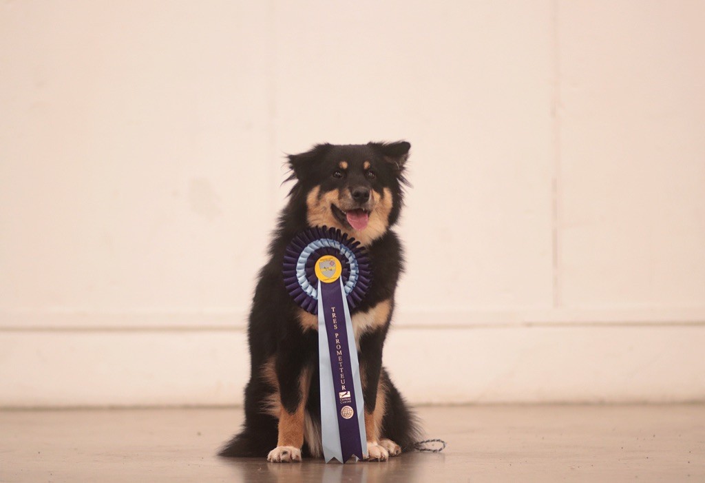 Taïga kettu Des Flocons D’Amour - Très prometteur - Classe puppy
