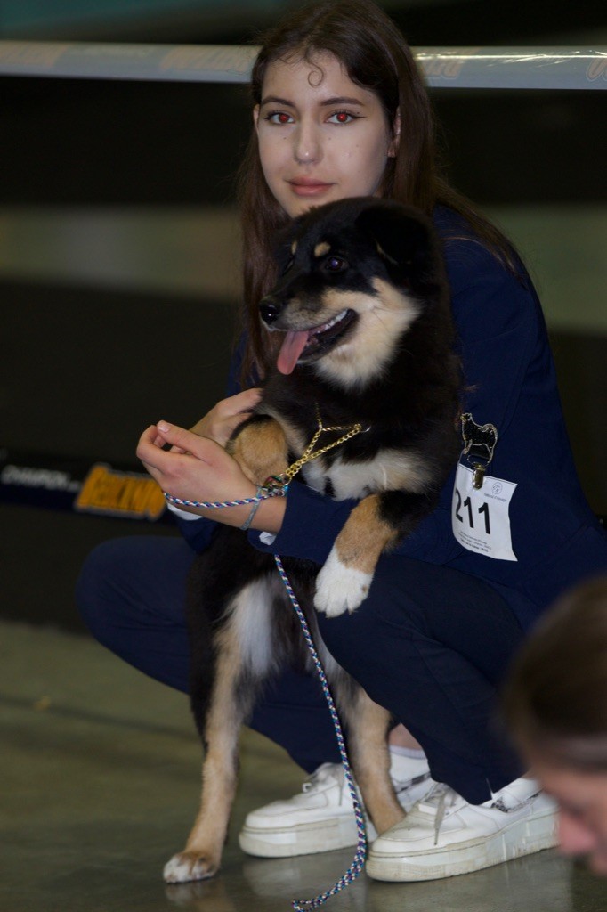 Taïga kettu Des Flocons D’Amour - Très prometteur - Classe baby