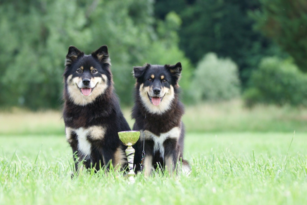 Taïga kettu Des Flocons D’Amour - 2ème Très bon - Classe jeune