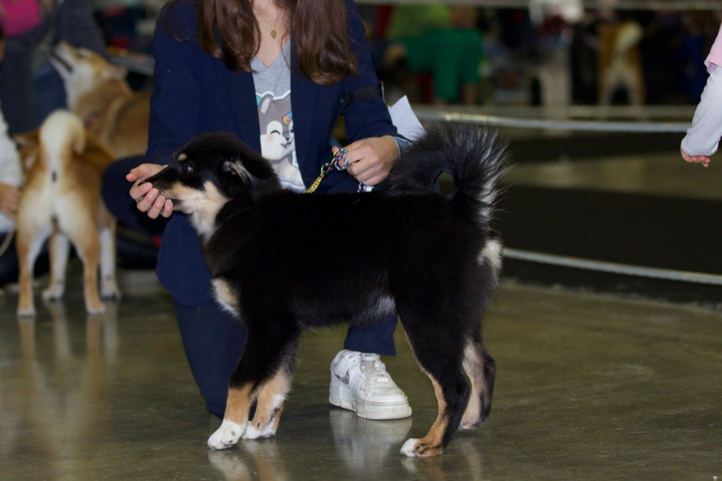 Taïga kettu Des Flocons D’Amour - Très prometteur - Classe baby