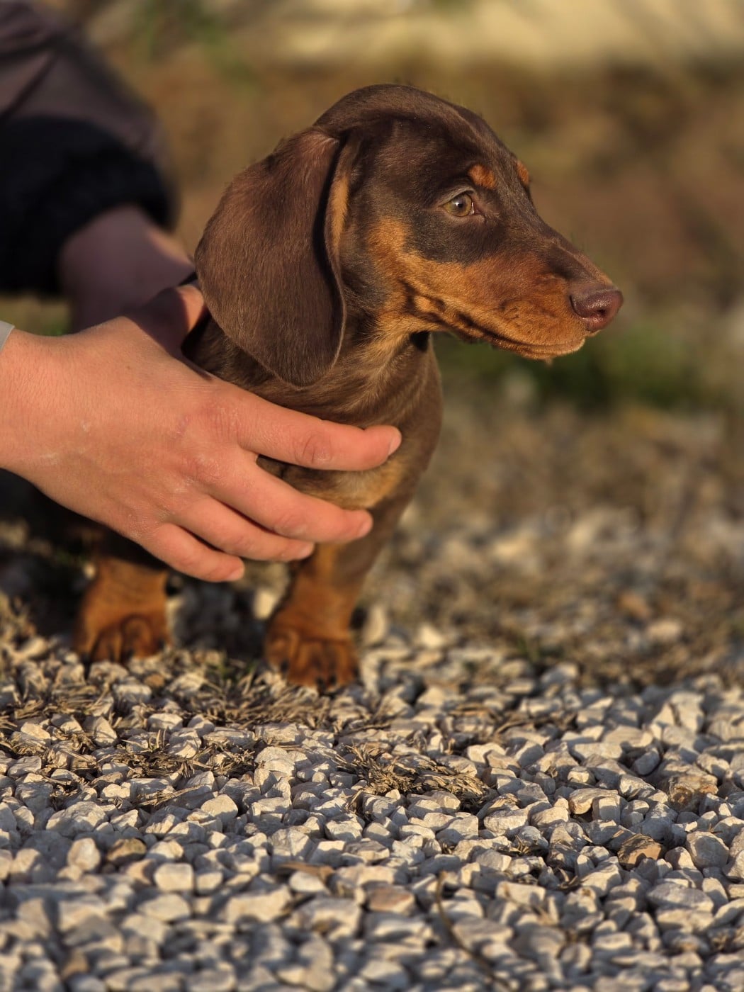 Amilton - Teckel poil ras