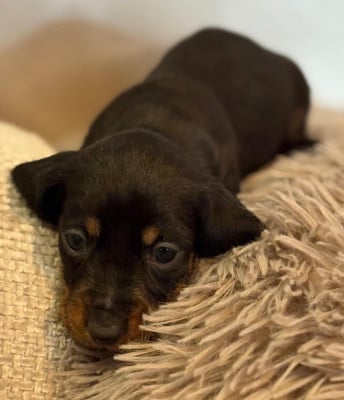 Les chiots de Teckel poil dur