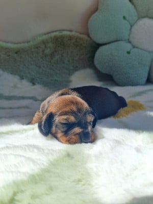 Les chiots de Teckel poil dur