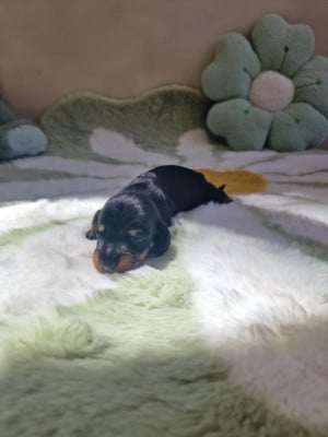 Les chiots de Teckel poil dur