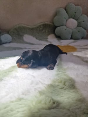 Les chiots de Teckel poil dur