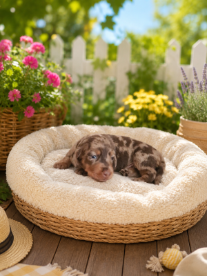 Les chiots de Teckel poil ras