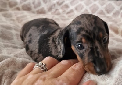 Les chiots de Teckel poil ras