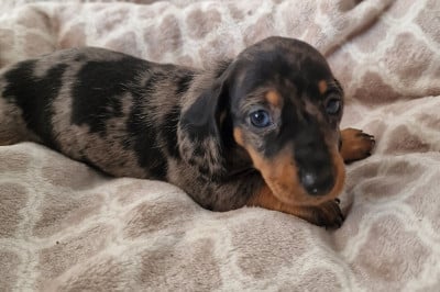 Les chiots de Teckel poil ras