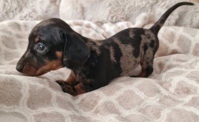 Les chiots de Teckel poil ras