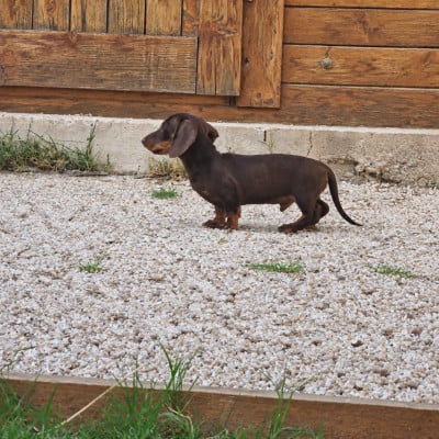 Les chiots de Teckel poil ras