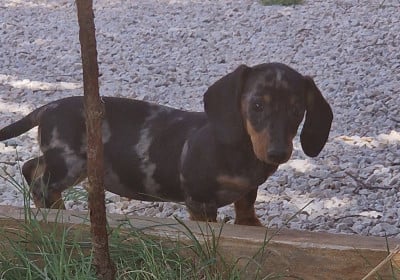 Les chiots de Teckel poil ras