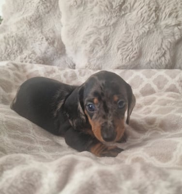 Les chiots de Teckel poil ras