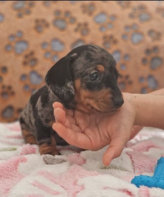 Les chiots de Teckel poil ras