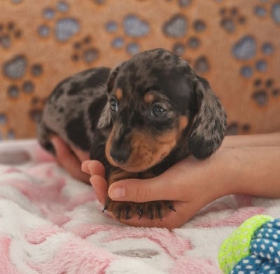 Les chiots de Teckel poil ras