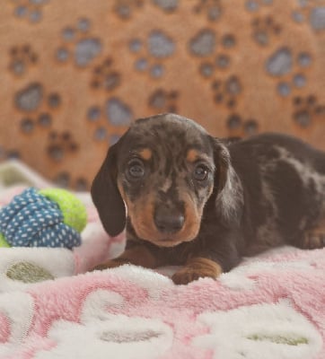 Les chiots de Teckel poil ras