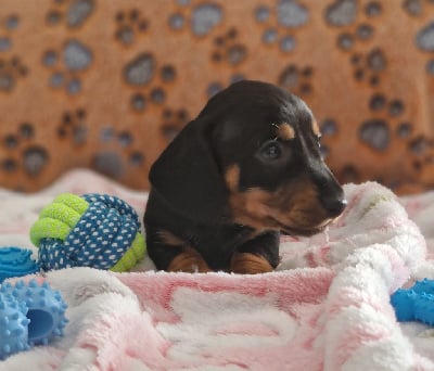Les chiots de Teckel poil ras