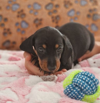 Les chiots de Teckel poil ras