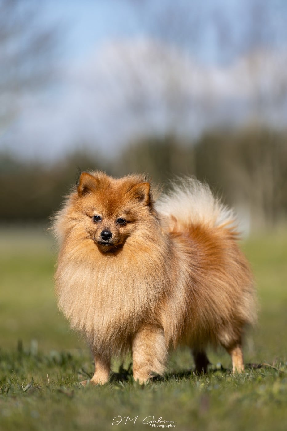 CH. Icaro di jure vetere