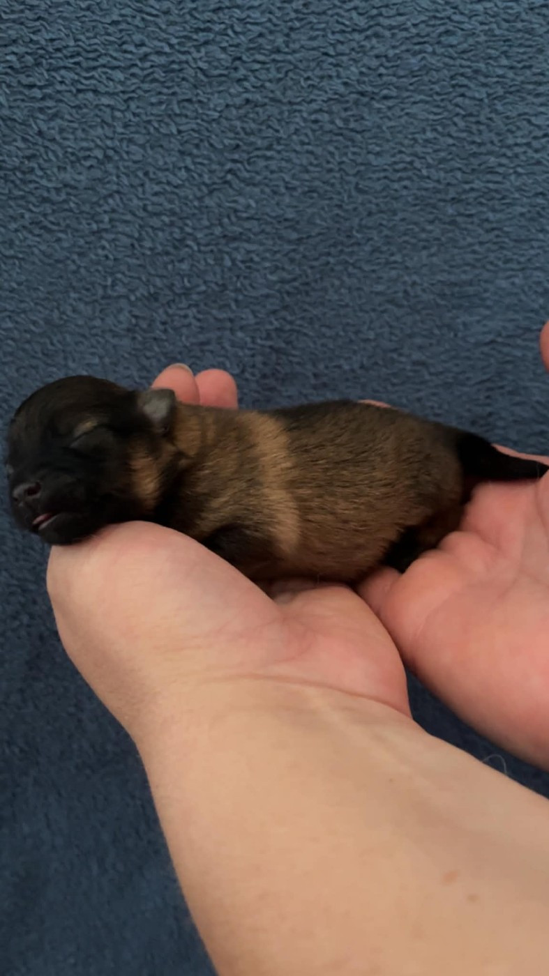 CHIOT 1 - Volpino Italiano