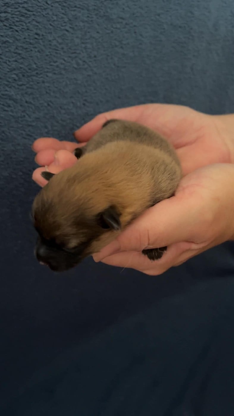 CHIOT 2 - Volpino Italiano